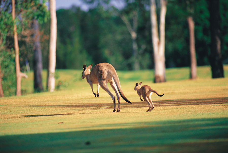 Kangaroos
